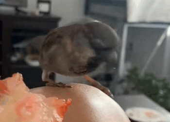 C1710004_Girl saved bird hot weather, heartwarming action #rescue #resc…_part2