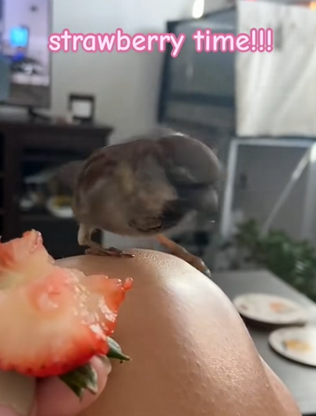 C1710004_Girl saved bird hot weather, heartwarming action #rescue #resc…_part2