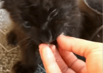 C1710006_Is biggest cat you have ever seen #rescue #rescueanimals #a…_part2