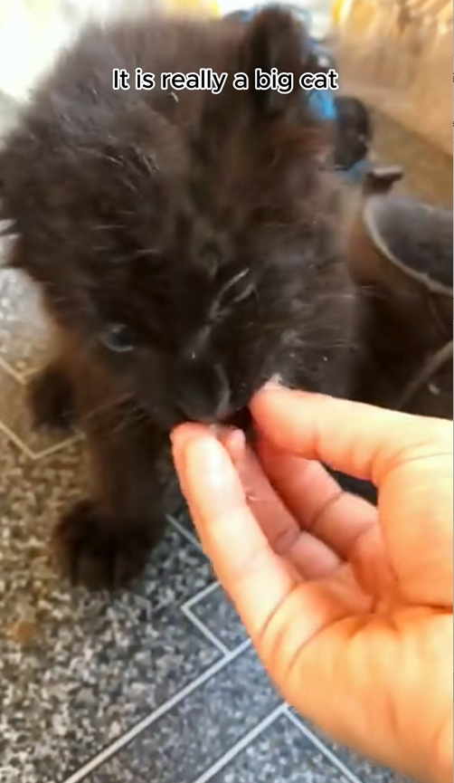 C1710006_Is biggest cat you have ever seen #rescue #rescueanimals #a…_part2