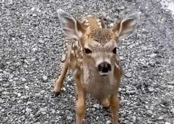 C1710007_Baby deer knows howto say thank you to his benefactor, Rescue baby_part2