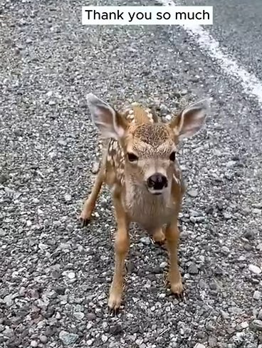 C1710007_Baby deer knows howto say thank you to his benefactor, Rescue baby_part2