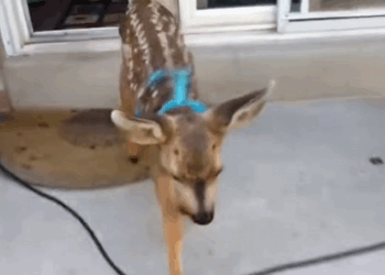 C1710008_Kind dog helps owner save baby deer in lake #rescue #rescueanimals #a…_part2
