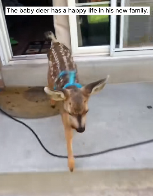 C1710008_Kind dog helps owner save baby deer in lake #rescue #rescueanimals #a…_part2