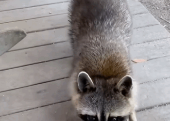 C1710009_Raccoon enters man house to seek help ending #rescue #rescu…_part2