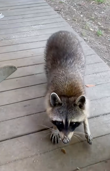 C1710009_Raccoon enters man house to seek help ending #rescue #rescu…_part2