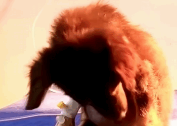 C1710010_What would have happened if puppy hadn been treated in time_part2