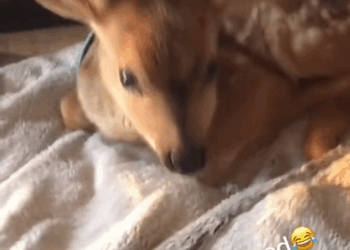 C0210016_Man found adopted baby deer #animal #rescueanimals #animallover…_part2