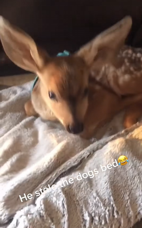 C0210016_Man found adopted baby deer #animal #rescueanimals #animallover…_part2