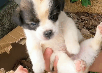 C1710011_Rescue abandoned puppy on thr side of road #rescue #rescueanimals…_part2