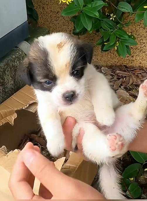 C1710011_Rescue abandoned puppy on thr side of road #rescue #rescueanimals…_part2