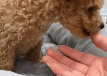 C1710012_Abandoned puppy is of joy when adopted #rescue #rescueanimals_part2