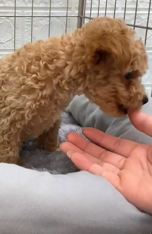C1710012_Abandoned puppy is of joy when adopted #rescue #rescueanimals_part2