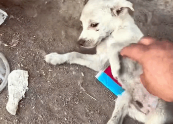 C1710013_mother dog was greedy abandoned her children. Rescue puppy_part2