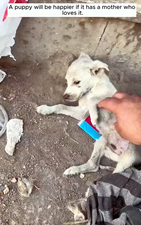 C1710013_mother dog was greedy abandoned her children. Rescue puppy_part2