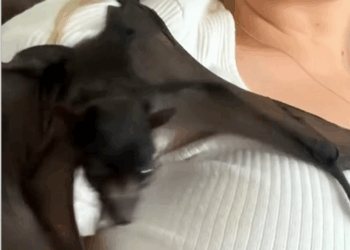 C1710014_Rescue fruit Bat fell down sewer #rescue #rescueanimals #a…_part2