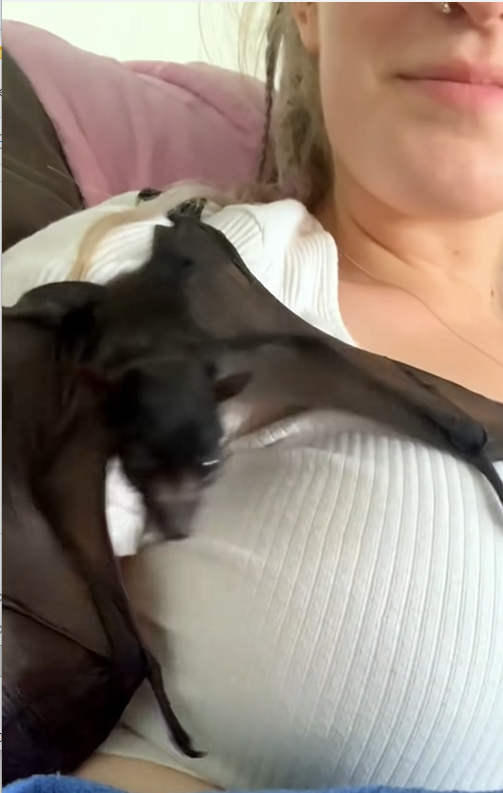 C1710014_Rescue fruit Bat fell down sewer #rescue #rescueanimals #a…_part2