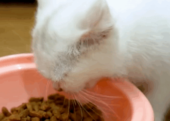 C1710015_man adopted kitten abandoned in garbage dump #rescue #rescueani…_part2