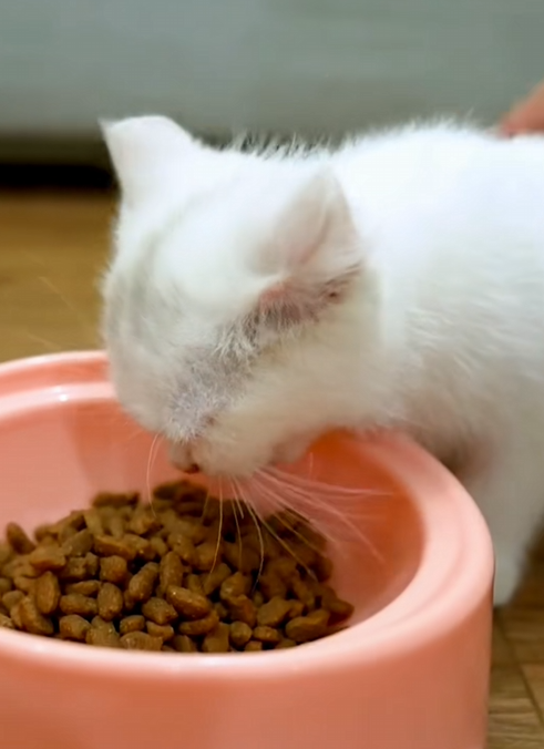C1710015_man adopted kitten abandoned in garbage dump #rescue #rescueani…_part2