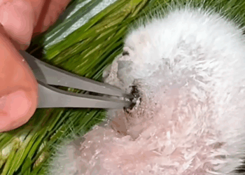 C1710016_Rescue baby hawk who lost his mother at young age #rescue ##rescu…_part2