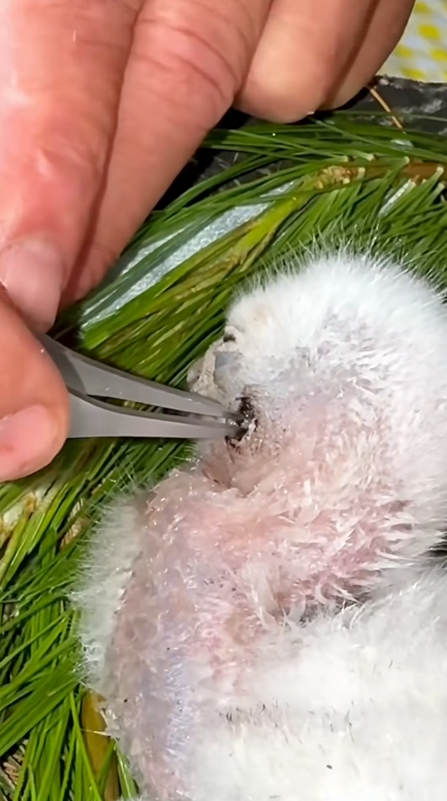 C1710016_Rescue baby hawk who lost his mother at young age #rescue ##rescu…_part2