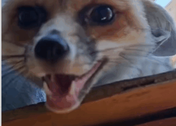 C1710017_fox broken leg came to man house to ask help #resc…_part2