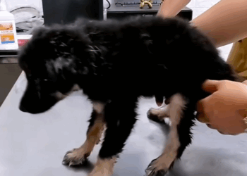 C1710018_Rescue puppy #rescue #rescueanimals #animals #animalsoftiktok #dogs…_part2