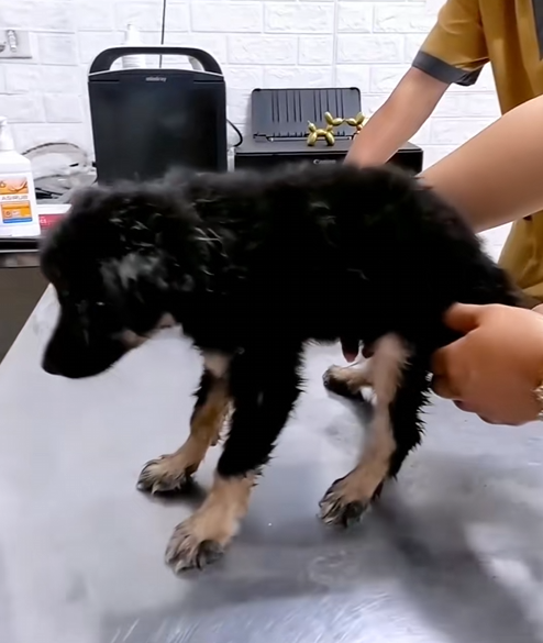 C1710018_Rescue puppy #rescue #rescueanimals #animals #animalsoftiktok #dogs…_part2