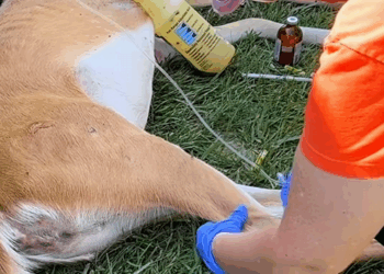 C1710019_Rescue deer #rescue #rescueanimals #animals #animalsoftiktok #deer_part2