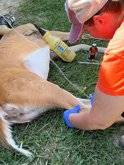 C1710019_Rescue deer #rescue #rescueanimals #animals #animalsoftiktok #deer_part2