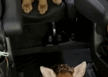 C1710020_Rescue baby deer #rescue #rescueanimals #animals #animalsoftiktok_part2