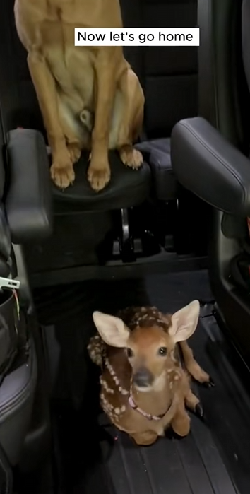C1710020_Rescue baby deer #rescue #rescueanimals #animals #animalsoftiktok_part2