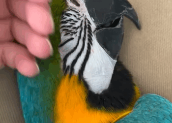 C0210017_Girl rescued macaw adopted it #animal #rescueanimals #animallov…_part2