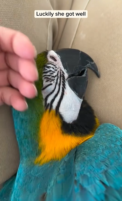 C0210017_Girl rescued macaw adopted it #animal #rescueanimals #animallov…_part2