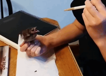 C1710021_Rescue trapped bird #rescue #rescueanimals #animals #animalsoftikto…_part2