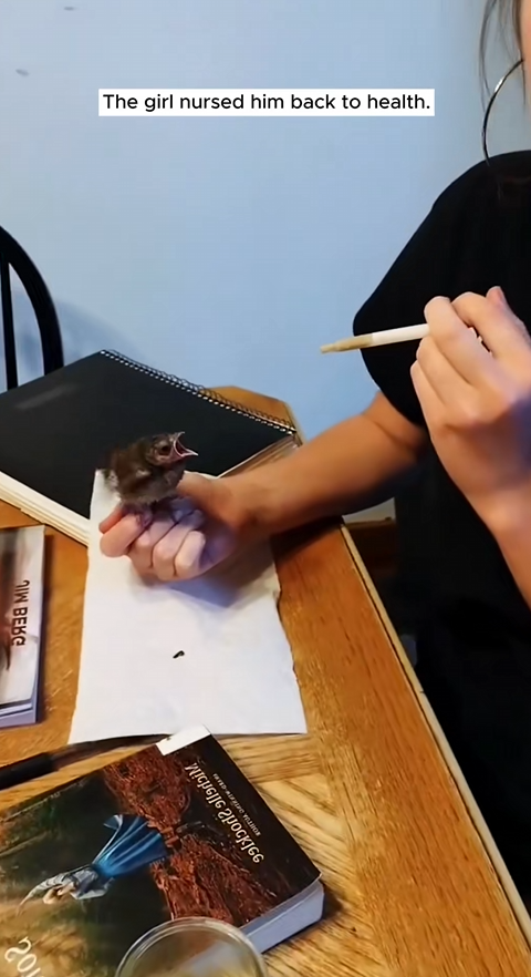 C1710021_Rescue trapped bird #rescue #rescueanimals #animals #animalsoftikto…_part2
