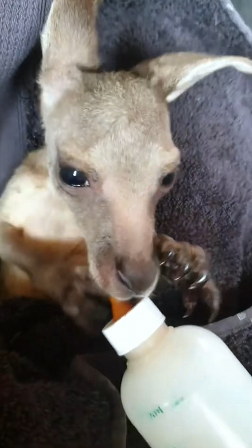C1710022_Thank you giving baby kangaroo happy home. Rescue baby kangar…_part2