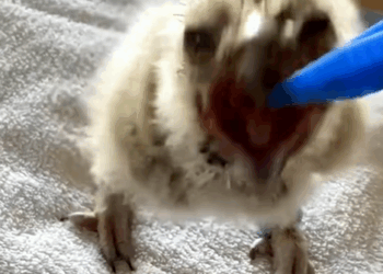 C1710023_Baby eagle attacked by crow, luckily saved by dog girl #rescue #r…_part2