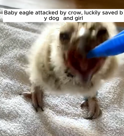 C1710023_Baby eagle attacked by crow, luckily saved by dog girl #rescue #r…_part2