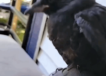 C1710024_couple unexpectedly saved smart crow as pet #rescue #rescuea…_part2