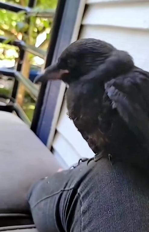 C1710024_couple unexpectedly saved smart crow as pet #rescue #rescuea…_part2