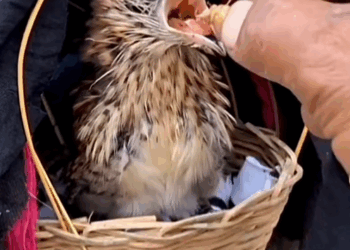 C1710025_Rescue baby bird lost its mother #rescue #rescueanimals #animals #a…_part2