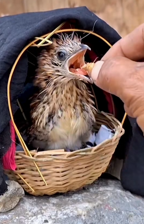 C1710025_Rescue baby bird lost its mother #rescue #rescueanimals #animals #a…_part2