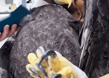 C1710026_Rescue eagle Eagle is strong #rescue #rescueanimals #animals #anim…_part2