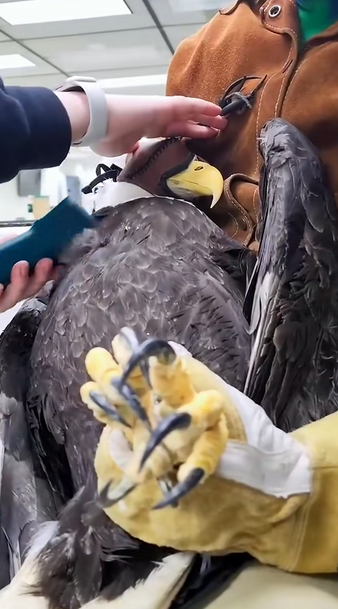 C1710026_Rescue eagle Eagle is strong #rescue #rescueanimals #animals #anim…_part2