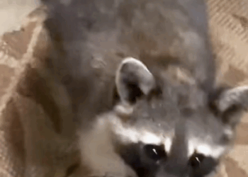 C1710027_Raccoon comes to man house every day to repay favor #rescue…_part2