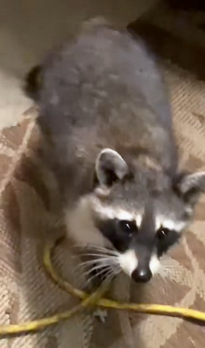 C1710027_Raccoon comes to man house every day to repay favor #rescue…_part2