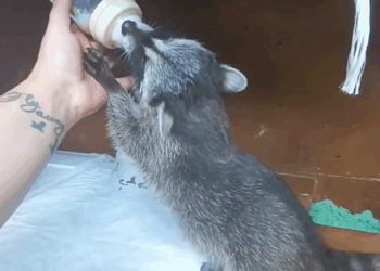 C1710028_Rescue raccoon #rescue #rescueanimals #animals #animaloftiktok #rac…_part2
