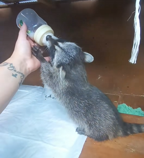 C1710028_Rescue raccoon #rescue #rescueanimals #animals #animaloftiktok #rac…_part2