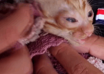 C1710029_Rescue kitten lost its mother #rescue #rescueanimals #animals #anim…_part2
